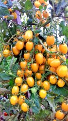 date fruit yellow5